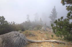 Just north of Peak 7407 on the South Ridge of Mt. Baden-Powell