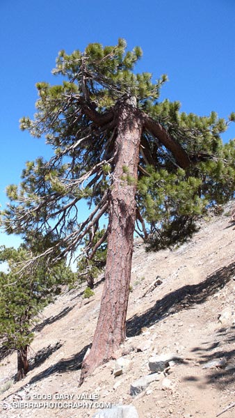Stunted Jeffrey pine on the PCT between Mt. Burnham and Mt. Baden-Powell.