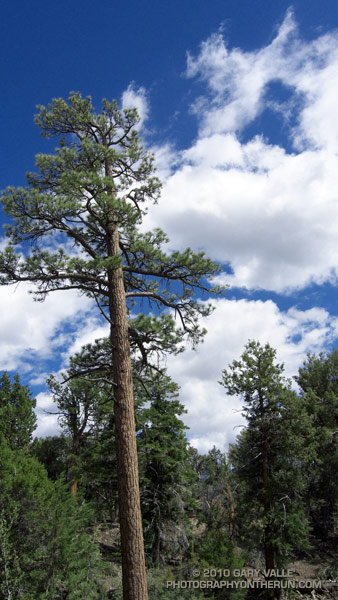 Jeffrey pine on the Cougar Crest Trail, near Big Bear Lake.