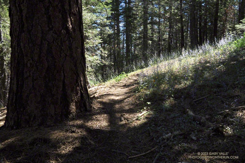 Large Jeffrey pine and larkspur along the Vincent Tumamait Trail in the Chumash Wilderness.