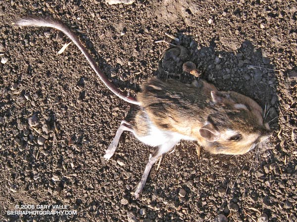 Kangaroo rat found in oak grassland area of Rocky Peak Park.