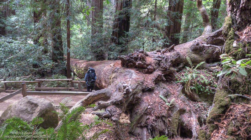 Named after Muir Woods' benefactor William Kent, the huge Douglas fir fell during a period of strong northwest winds on March 18,2003, following a strong storm on March 14.