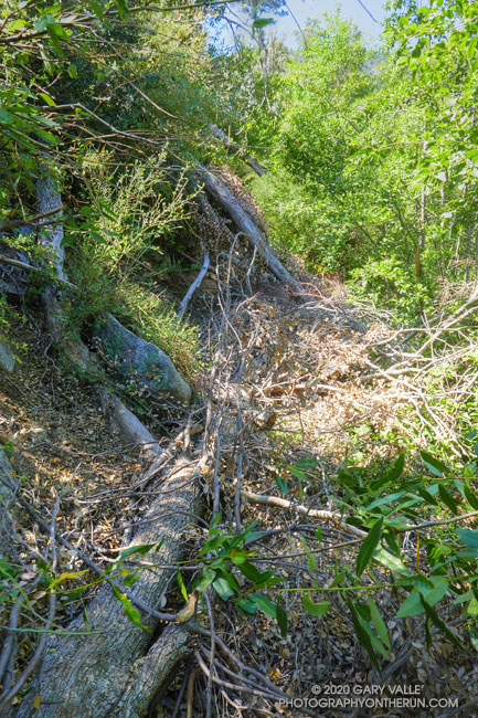 Fallen trees on the Kenyon Devore Trail, just after it splits from the Gabrielino Trail. Over, under, around, or through? July 11, 2020.
