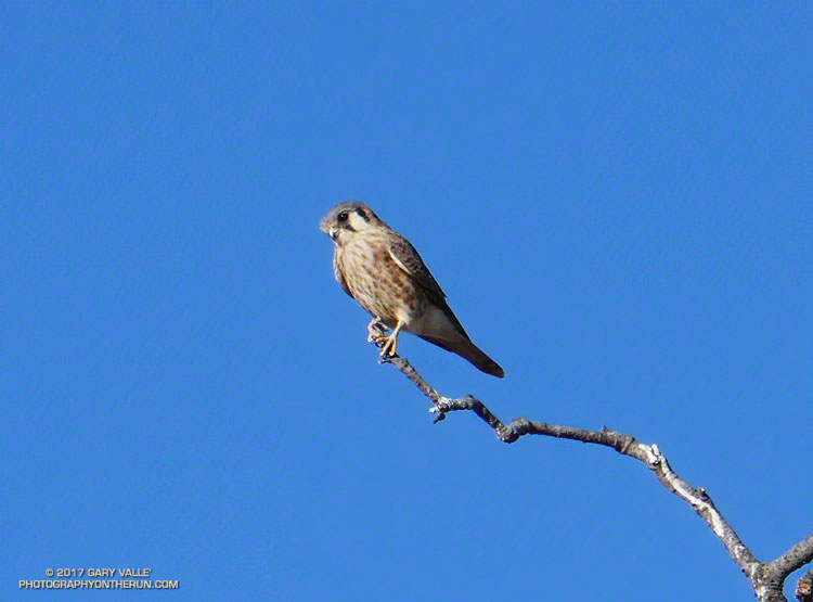 An American Kestrel (female) at Upper Las Virgenes Canyon Open Space Preserve.