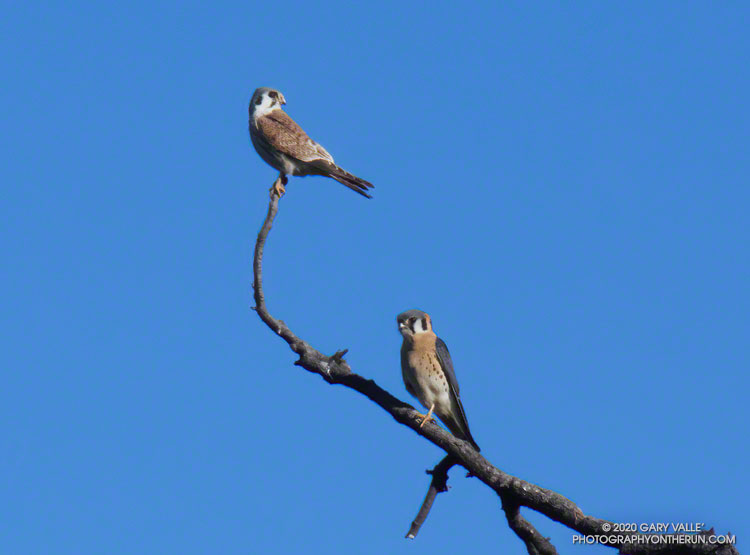 American Kestrel Pair in Upper Las Virgenes Canyon Open Space Preserve