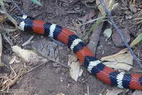 San Diego mountain kingsnake along the Garapito Trail