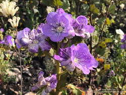 Large-flowered Phacelia (Phacelia grandiflora), a fire follower, near Tri Peaks. May 18, 2019.