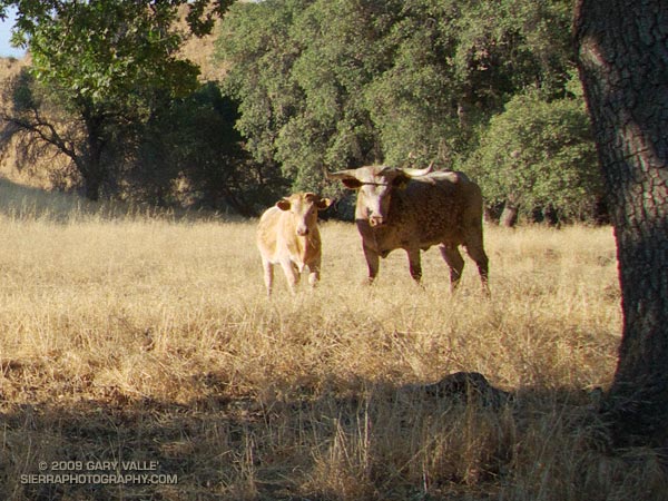 Longhorn or Corriente bull and heifer on the Las Llajas loop.