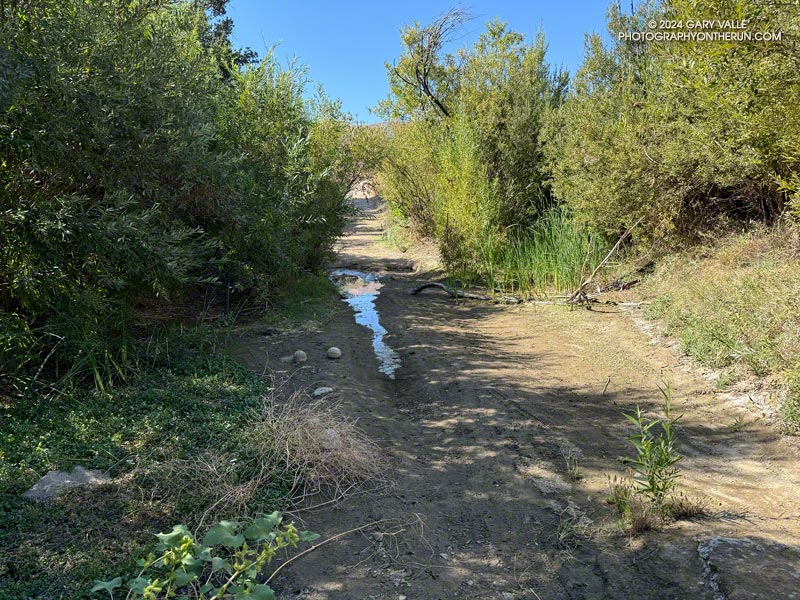 Much-diminished pool on Las Virgenes Creek on September 11, 2024, the day before the 4.7 Malibu earthquake.