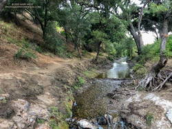 Las Virgenes Creek, about 5 miles downstream of Ahmanson Ranch, in Malibu Creek State Park, a few days after the passage of Tropical Storm Hilary.