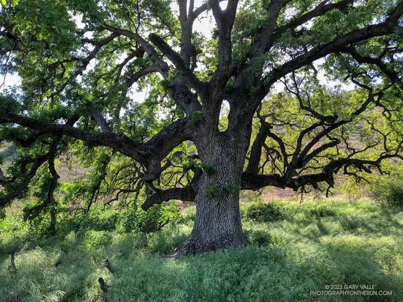 Large valley oak near the Upper Las Virgenes Canyon Trailhead of Upper Las Virgenes Canyon Open Space Preserve (aka Ahmanson Ranch)