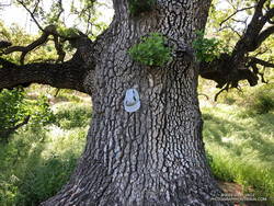 The trunk of the Upper Las Virgenes Canyon Trailhead valley oak.