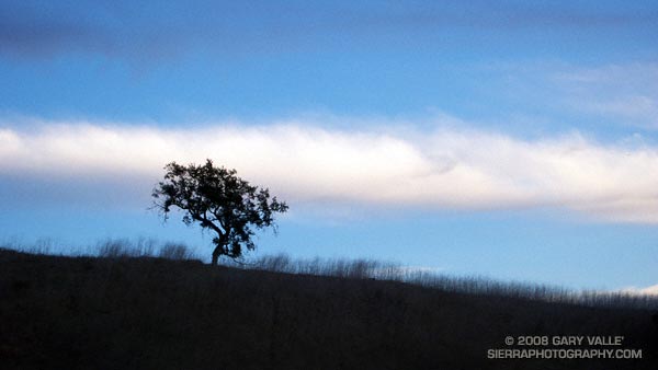 Silhouetted oak on a ridge in Las Virgenes Canyon.