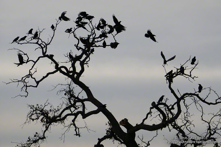 A few of the crows congregating on Lasky Mesa this Fall (2019)