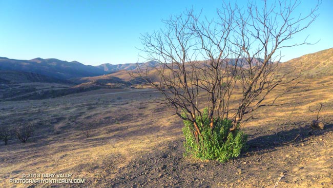 Crown-sprouting laurel sumac in Pt. Mugu State Park following the Springs Fire.