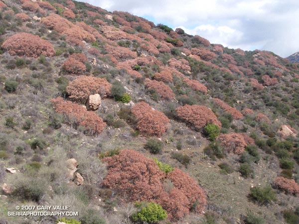 Freeze damaged Laurel Sumac in Malibu Creek State Park.