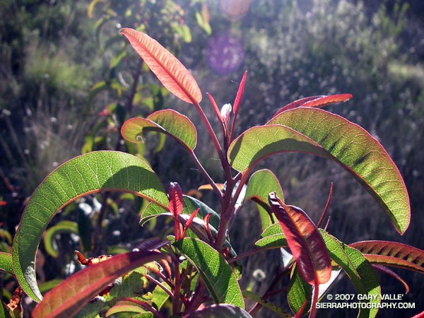 New growth on the chaparral shrub laurel sumac (Malosma laurina) at Sage Ranch Park.