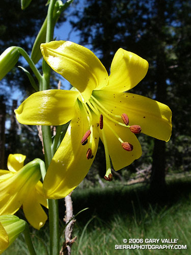 Lemon Lily (Lilium parryi)