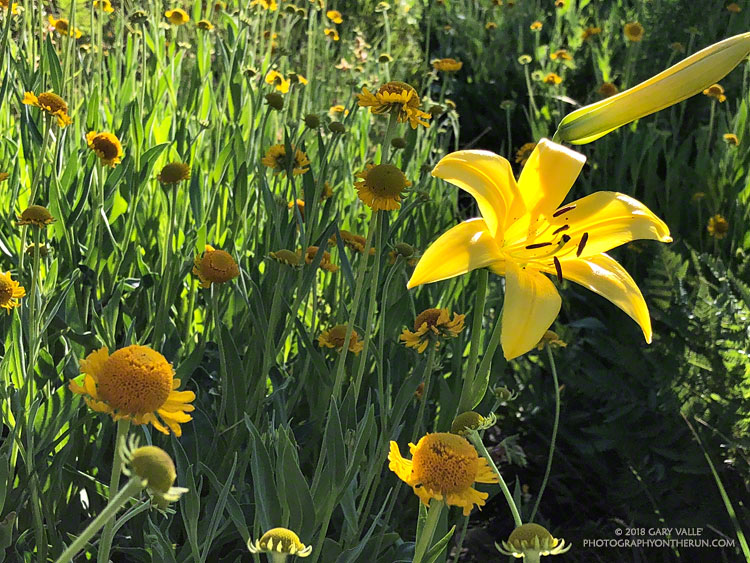 Lemon lily and sneezeweed at Waterman Meadow in the San Gabriel Mountains.