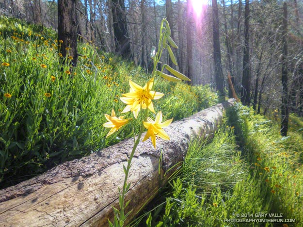 Lemon lily along the Three Points - Mt. Waterman Trail. border=0 src=