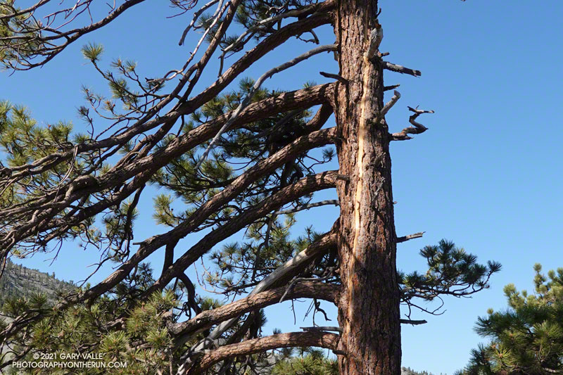 Lightning scarred pine tree near Point 8555 on the North Backbone Trail on Mt. Baldy. July 17, 2021. 
