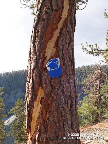 Spiral lightning scar on a Jeffrey Pine.