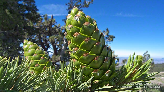 Developing Limber pine cones