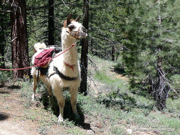 Llama on the trail/road up to the Condor Observation Site and summit of Mt. Pinos.