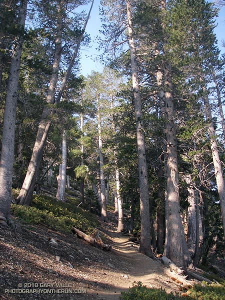 Forest of lodgepole pine high on the north slopes of Mt. Baden-Powell, on the Pacific Crest Trail, in the San Gabriel Mountains near Los Angeles.