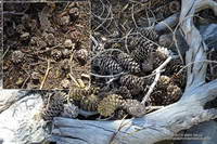 Cones of the Lodgepole pine are much smaller than cones of the Limber Pine