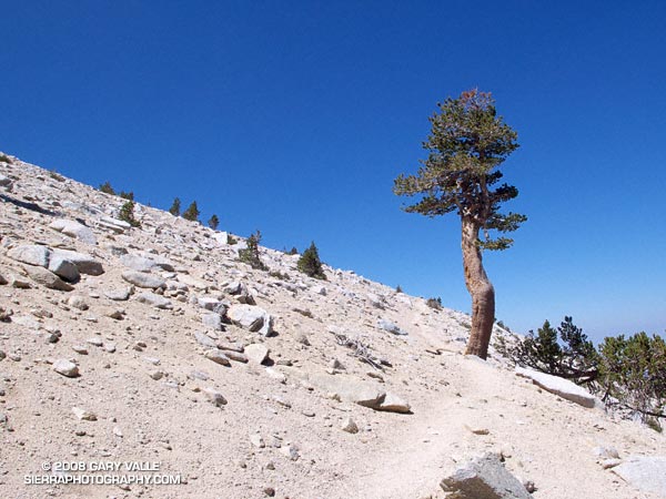 Lodgepole pine above the Jepson - Little Charlton Peak Saddle.