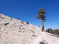 Lodgepole pine above the Jepson - Little Charlton Peak Saddle.