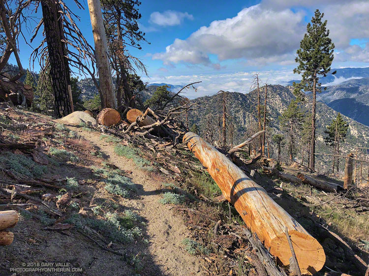 Section of Three Points - Mt. Waterman Trail cleared of trees killed in the 2009 Station Fire.