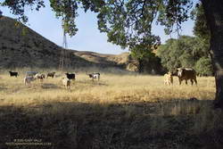 Cattle on the Las Llajas Loop