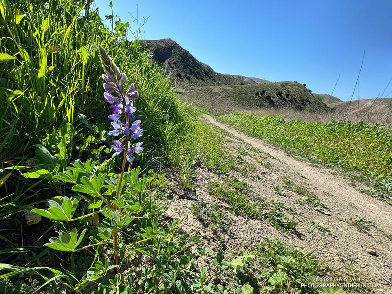 Lupine at Ahmanson Ranch blooming in October as a result of the rainfall from T.S. Hilary