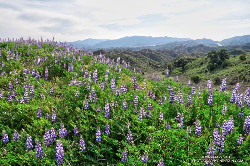 Lupine-covered hill in Lyon Canyon in Santa Clarita Woodlands Park. March 13, 2022.