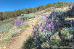 Lupine and other wildflowers along the Vincent Tumamait Trail, near Mt. Abel Road.