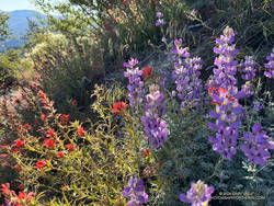 Lupine and paintbrush along the Colby Canyon Trail. (thumbnail)