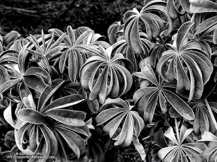 Lupine Study Five - Black and white photograph by Gary Valle'