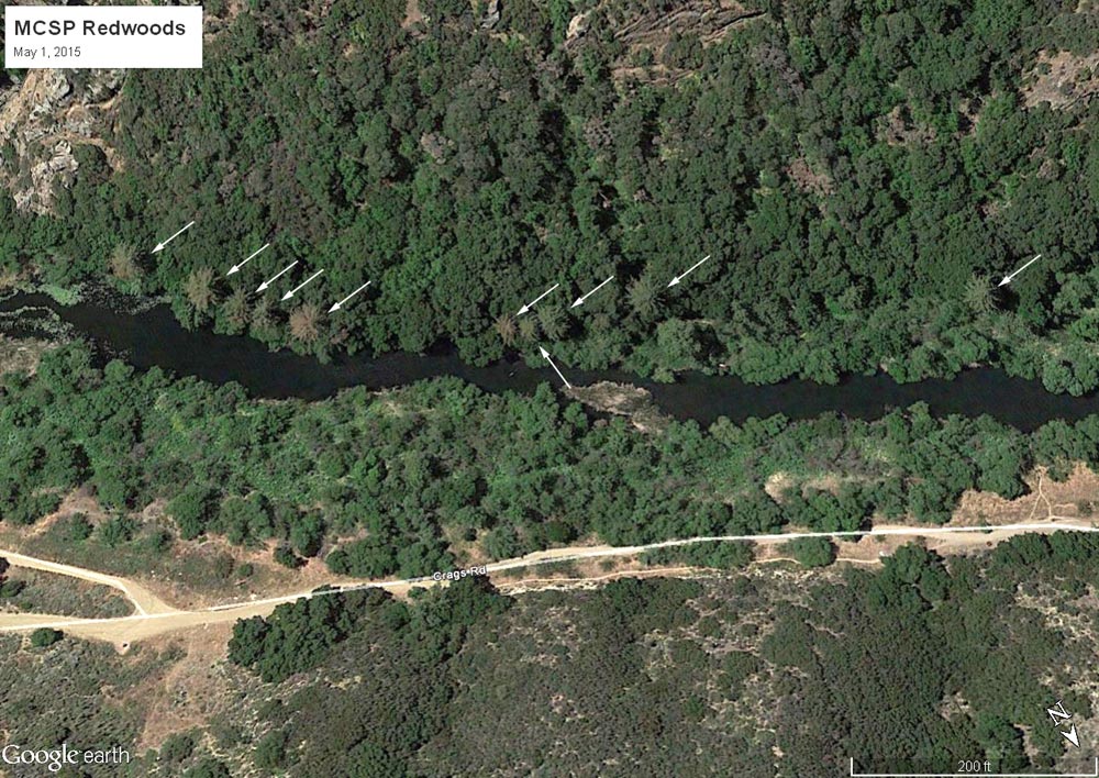 Discolored foliage can be seen in several of the coast redwoods along Century Lake in this Google Earth image from May 1, 2015. Coast redwoods are marked by white arrows. Century Lake is in Malibu Creek State Park.