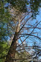 Dead coast redwood at Century Lake in Malibu Creek State Park. March 26, 2016.