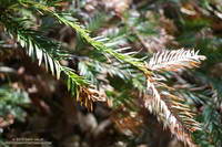 Browning foliage of a coast redwood along Century Lake in Malibu Creek State Park.