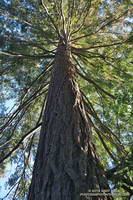 This coast redwood along the Forest Trail shows some foliage discoloration, but is in better shape than the trees closer to Century Lake.