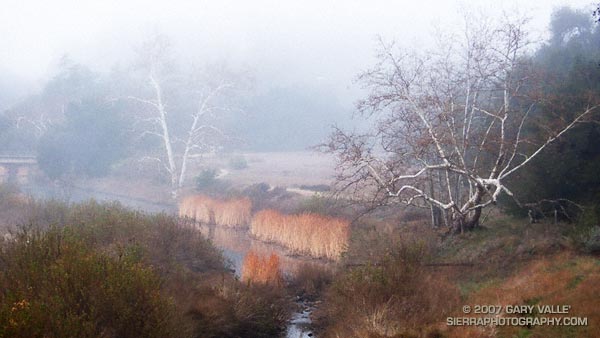 Fog shrouded sycamores along Malibu Creek in Malibu Creek State Park.