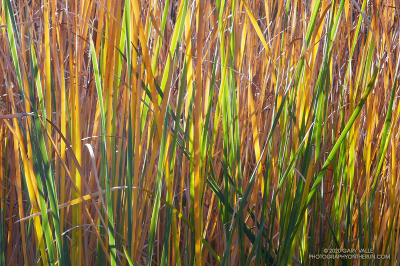Changing Fall colors in cattails along Malibu Creek.