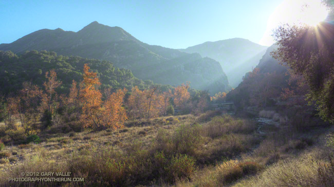 Sycamore trees along Malibu Creek