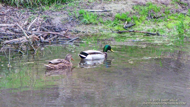 Mallards on Upper Las Virgenes Creek