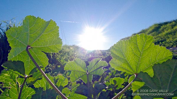 Mallow leaves tracking the sun.