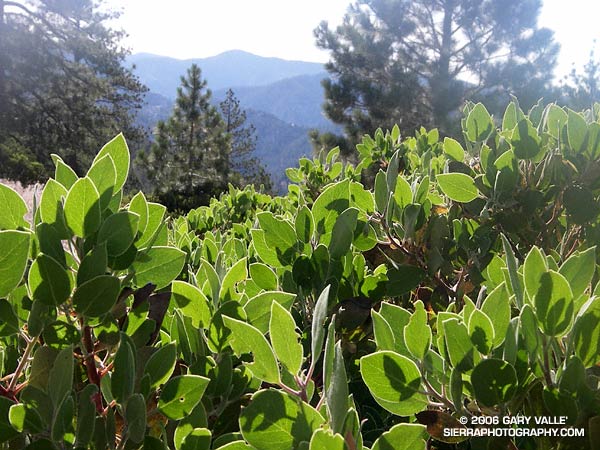 Manzanita