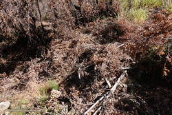 Brush and debris deposited on the Manzanita Trail a couple of miles below Vincent Gap.